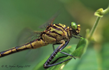 Dromogomphus armatus, female